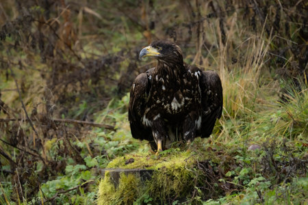 Bird of prey in The Bohemian Moravian Highlands.の写真素材