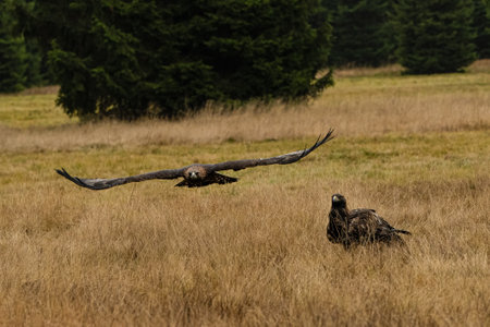 Couple of Eagle in The Bohemian Moravian Highlands.