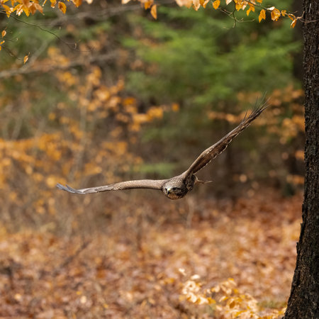 Bird of prey flying in The Bohemian Moravian Highlands.