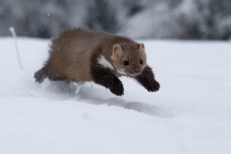 Wild animal Beech marten, Martes foina,running in the snow.の素材 [FY310197705486]