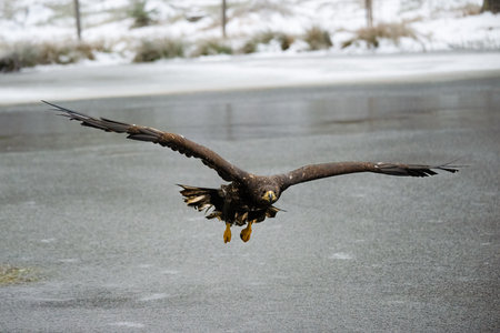 Landing Sea Eagle, Haliaeetus albicilla. Winter scene.の写真素材