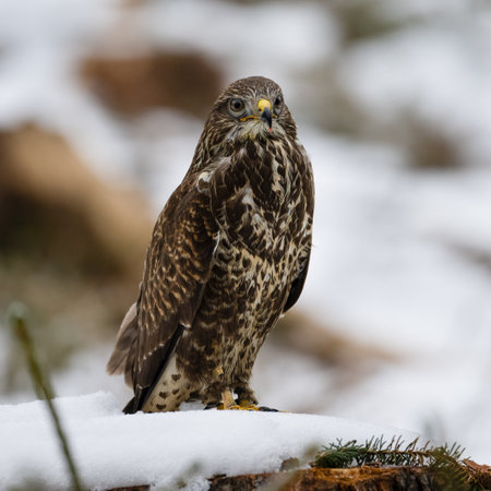 The Buzzard. Buteo buteo in snowy winter.