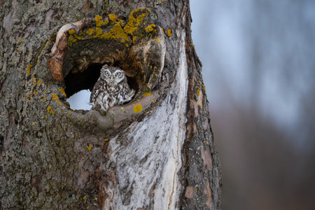 Common Owl. Athene noctua. The Czech republic.の写真素材