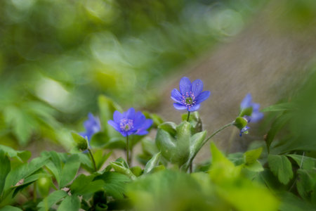 Flower with a vintage lens. Hepatica nobilis.