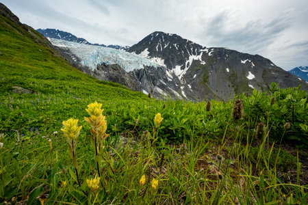 Blossoming flowers at Glacier Knik in summer, Alaskaの写真素材