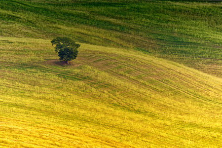 Pitoresque region Tuscany, solitary tree, Italy.の写真素材