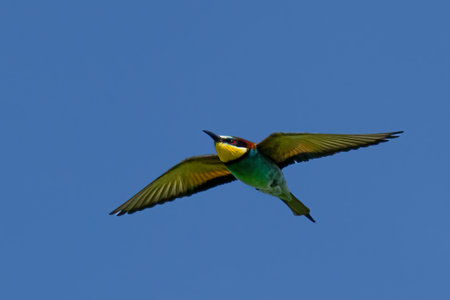 European bee-eater, Merops apiaster, flying to feed the young