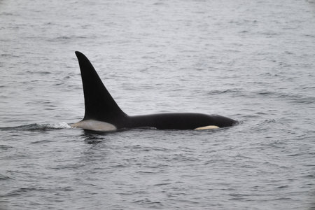 Killer whale at North Pacific Ocean, Alaska