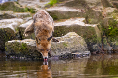 Drinking fox in the forest in Bohemian.Moravian Highland