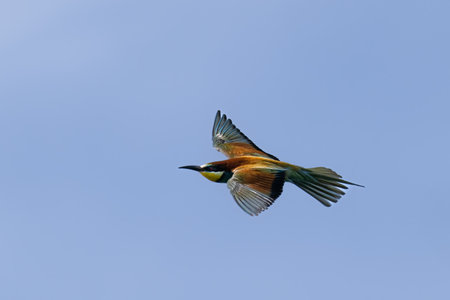 European bee-eater, Merops apiaster, flying to feed the young