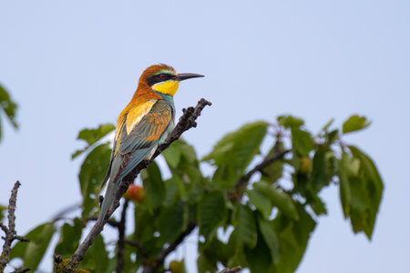 European bee-eater, Merops apiaster, sitting on the branch