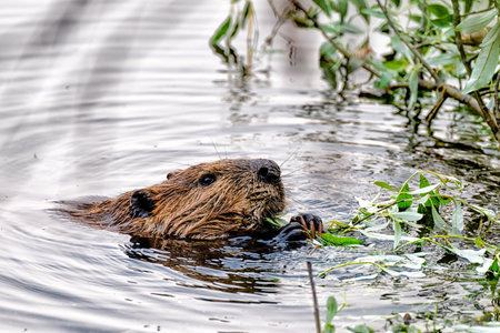 Eating Beaver in Dawson, Yukon territory, Canada