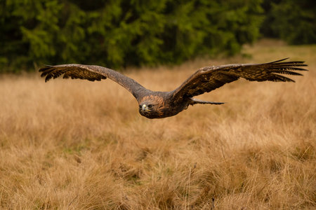Bird of prey flying in The Bohemian Moravian Highlands.