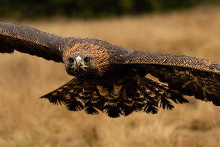 Bird of prey flying in The Bohemian Moravian Highlands.