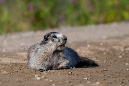 Hoary Marmot on the road from US to Yukon, Canada, Alaska