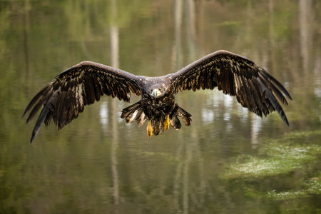 Bird of prey flying in The Bohemian Moravian Highlands.