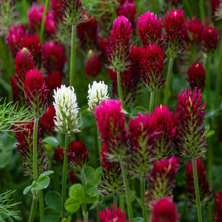 White and red Crimson clover in the fieldの写真素材
