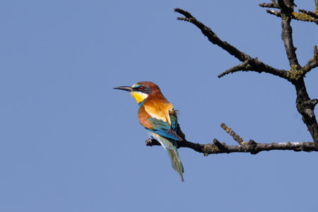 European bee-eater, Merops apiaster, sitting on the branchの写真素材