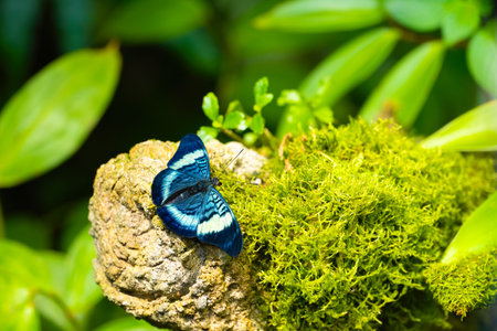 Butterfly beauty resting on the stone.の写真素材