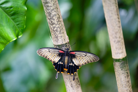 Great mormon is resting on the stem. Papilio memnon