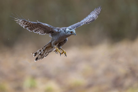 Goshawk on the hunt. The Bohemian Moravian Highlands.