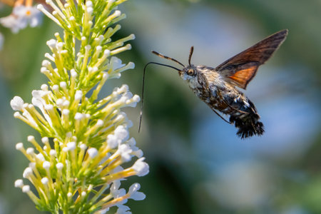 The hummingbird hawk-moth hovering over flower, Macroglossum stellatarumの写真素材