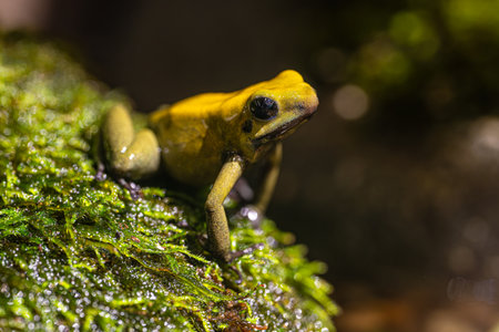 The worlds most poisonous frog, Phyllobates terribilis, the golden dart frog