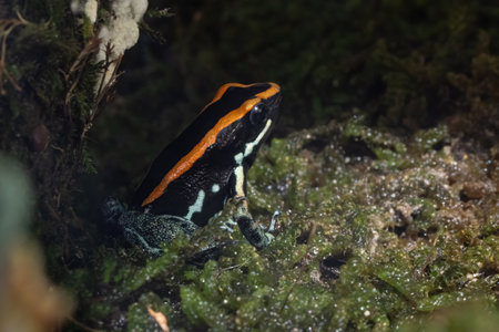 Golfodulcean Poison Frog, Phyllobates vittatus