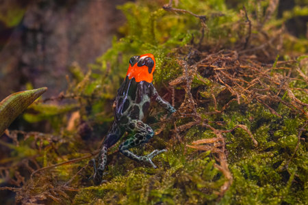 Blessed poison frog, Ranitomeya benedicta, picture taken with USSR lens Volna 9の写真素材