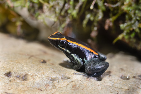 Golfodulcean Poison Frog, Phyllobates vittatus. USSR macro lens VOLNA 9の写真素材