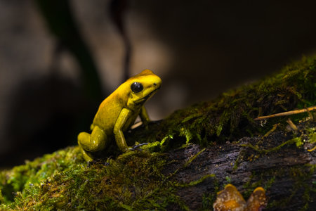 Black legged poison dart frog, Phyllobates bicolor