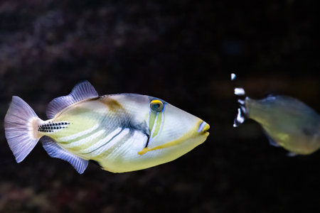 The lagoon triggerfish, Rhinecanthus aculeatus, live on flat areas of the reefの写真素材