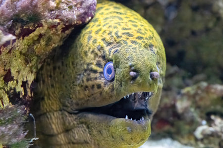 Gymnothorax javanicus, The giant moray is a species of moray eel and marine fishの写真素材