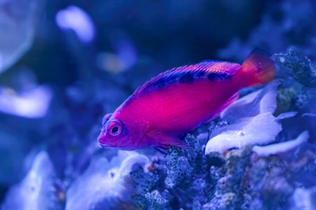 Neocirrhites armatus, The flame hawkfish is a species of marine rayfinned fishの写真素材