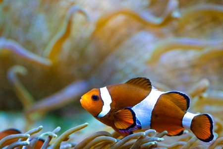 The ocellaris clownfish, Amphiprion ocellarisの写真素材