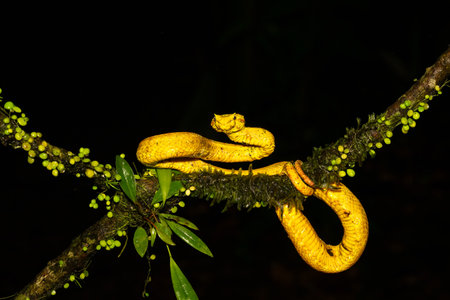 Bothriechis schlegelii, known as the highland eyelash pitviper or Schlegels eyelash pitviperの写真素材