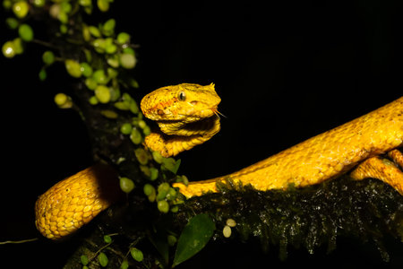 Bothriechis schlegelii, known as the highland eyelash pitviper or Schlegels eyelash pitviperの写真素材