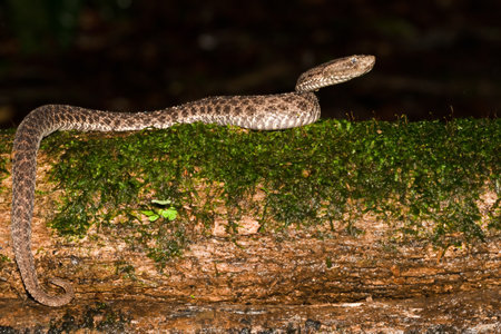 Porthidium ophryomegas, Slender hognosed pitviper, is a venomous species found in Central America