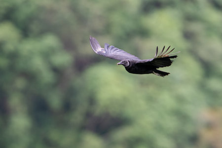 The black vulture, also known as the American black vulture, Mexican vulture etc.