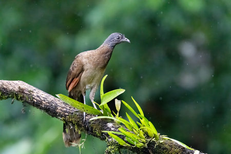 The grey-headed chachalaca, Ortalis cinereiceps is a member of an ancient group of family Cracidaeの写真素材