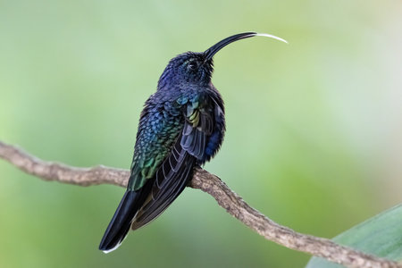 Campylopterus hemileucurus, the violet sabrewing, is a species of hummingbird in the emeraldsの写真素材