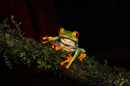 Agalychnis callidryas, commonly known as the red-eyed tree frog or red-eyed leaf frog on the branch