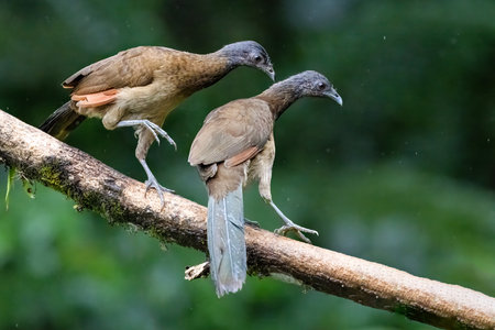 The grey-headed chachalaca, Ortalis cinereiceps, a pair on the branchの写真素材