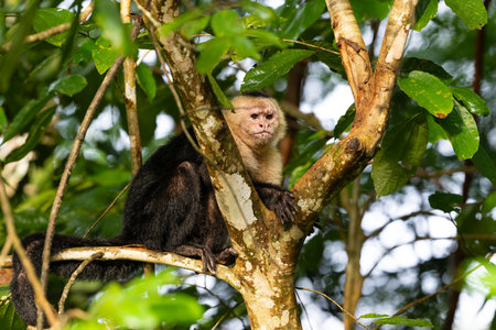The Colombian white-faced capuchin, Cebus capucinus, or white-headed capuchinの写真素材