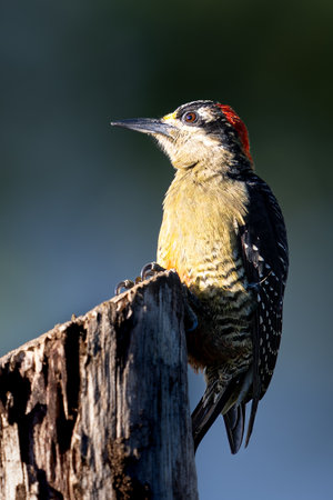 The black-cheeked woodpecker, Melanerpes pucherani, bird in subfamily Picinaeの写真素材