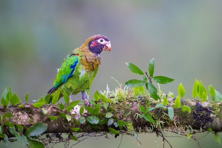 The brown-hooded parrot, Pyrilia haematotis, subfamily Arinae