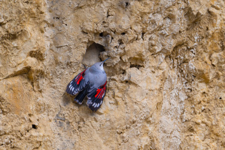 The wallcreeper, Tichodroma muraria, is a small passerine birdの写真素材
