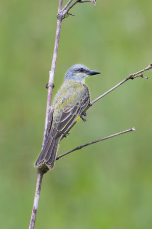 The tropical kingbird, Tyrannus melancholicus, is a large tyrant flycatcher
