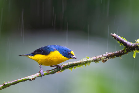 The yellow-throated euphonia, Euphonia hirundinaceaの写真素材