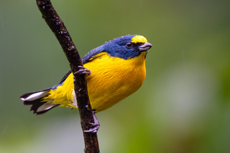 The yellow-throated euphonia, Euphonia hirundinaceaの写真素材